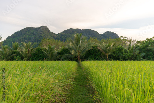 Lush green rice paddy field with a central path leading towards tropical palm trees and forested mountains under an overcast sky. Tropical Landscape.