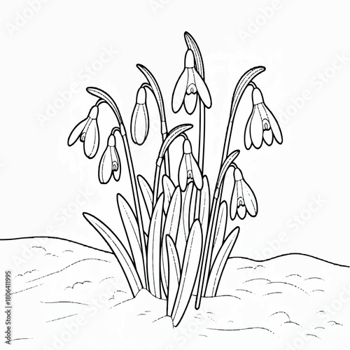drawing, spring, floral, nature, illustration, flower, garden, vector, design, isolated, plant, white, blossom, graphic, snowdrop, decoration, bloom, outline, art, leaf, botany, flora, background, 