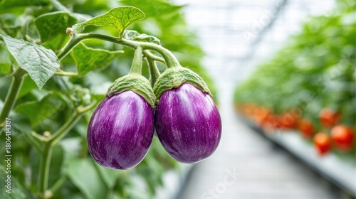 Close-up of ripe eggplants growing on a vine in a greenhouse setting.