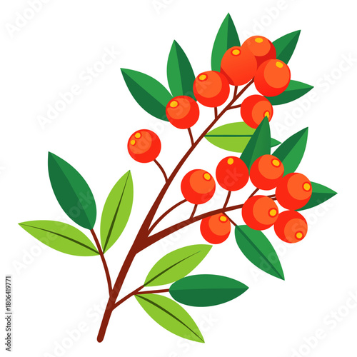 vector illustration of a branch with firethorn