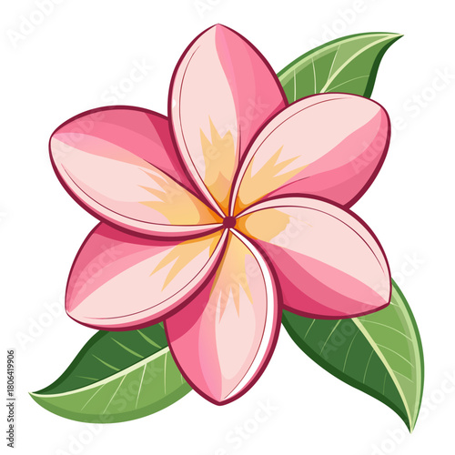 frangipani pink vector illustration isolated on white