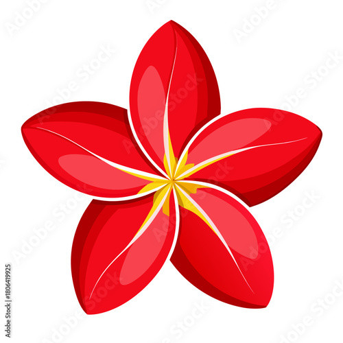 vector illustration frangipani red flower on white background