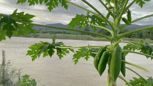 Green Papayas on Papayabaum at Riverside in the Temple, Landscape Riverside Mekong River. Khai Si, Bueng Kan, Thailand. 03Nov2025, P.M./ Real Time Video