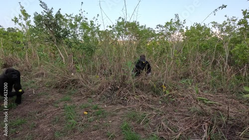 Gorilla natural habitat against tropical forest.