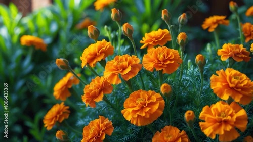Lush garden scene featuring vibrant orange marigold flowers in various stages of bloom surrounded by green foliage captured in natural daylight with soft lighting highlighting textures and colors