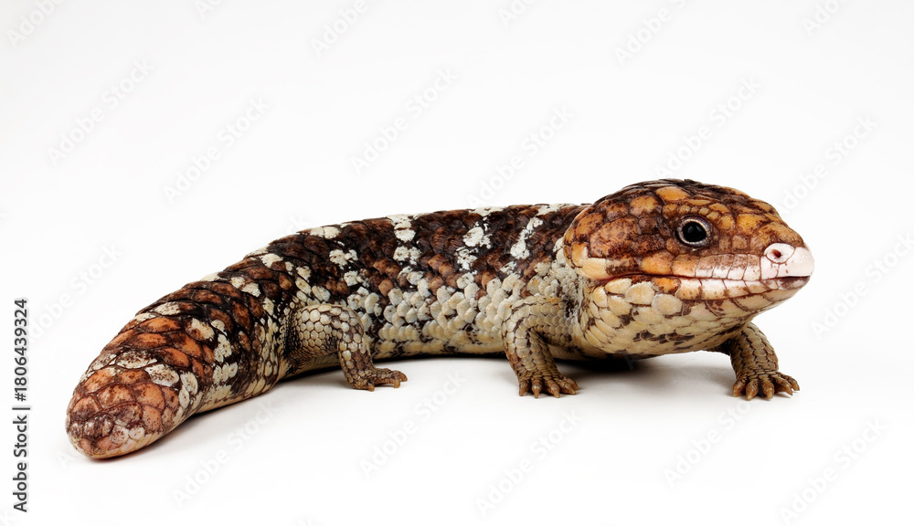 Fototapeta premium Tannenzapfenechse // Shingleback skink, shingleback lizard (Tiliqua rugosa) - Australien