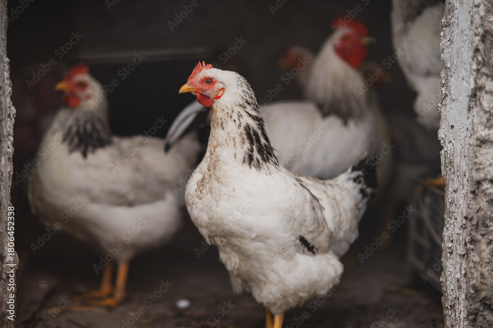 Fototapeta premium Several farm chickens standing together inside a rustic coop. Natural environment, agriculture scene and authentic poultry farming conditions. Perfect for themes of farming, livestock and rural lifest