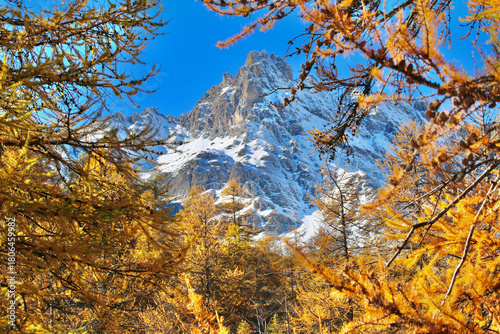 Montagne enneigée au milieu des mélèzes