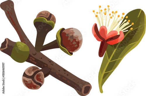 Fresh Whole Cloves for Everyday Use with green leaves on white background