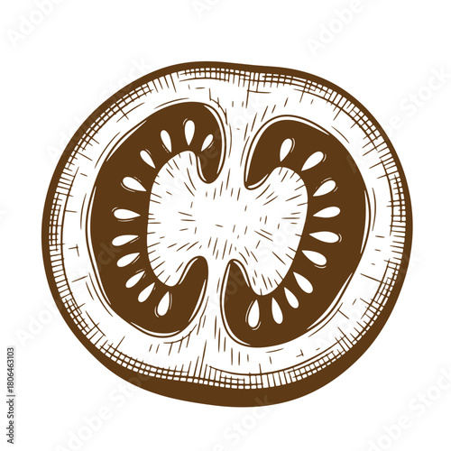Detailed sketch vintage illustration of a cross section of a ripe tomato fruit isolated
