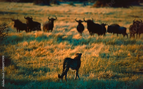 Photography Cheetah and wildebeest