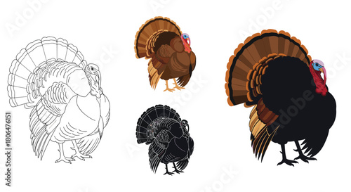 Set of four turkey illustrations for Thanksgiving, including a detailed color version, a simple silhouette, and a black and white outline.