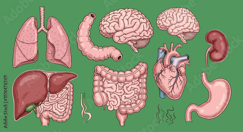 Collection of hand-drawn human internal organs in a vintage anatomical sketch style, including the brain, heart, lungs, liver, and intestines.