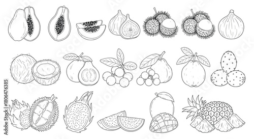 Large set of various tropical fruits illustrated in a detailed black and white engraving style, including papaya, mango, and pineapple.