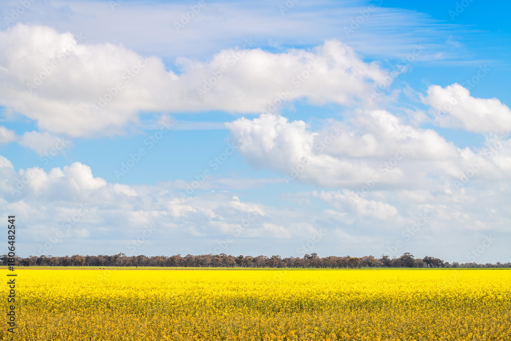 Obraz premium Scenic spring landscape with blooming canola and dramatic sky during springtime