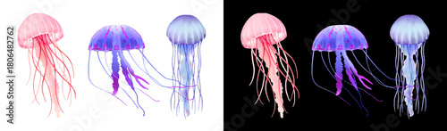 PNG image of Colorful jellyfish isolated object PNG transparent background for ocea