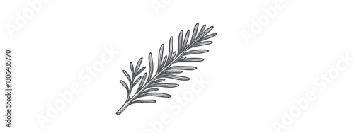 Fresh Rosemary Herb Vector Drawing: Culinary and Medicinal Plant Line Print