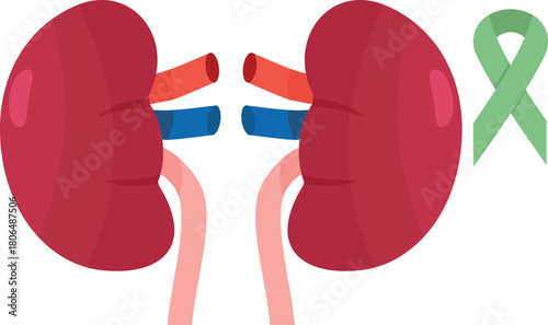 Kidney organ donation transplantation anatomy medicine surgery care disease with green bow vector illustration concept.
