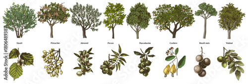 Nut trees and close up branches