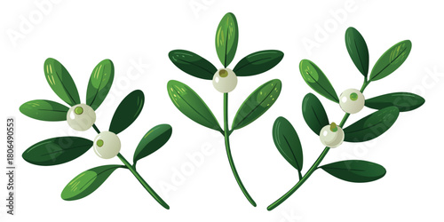 Mistletoe christmas holiday winter plant berries decoration festive season new year