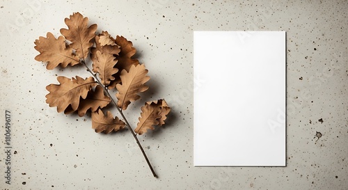 Fototapeta Naklejka Na Ścianę i Meble -  Blank white canvas next to a branch of dried oak leaves on a textured gray concrete background.