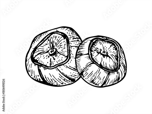 Two hazelnut pods in shell monochrome vector illustration painted by black inks. Etching drawing of hazel. Raw food ingredients for packaging, culinary recipe, product design