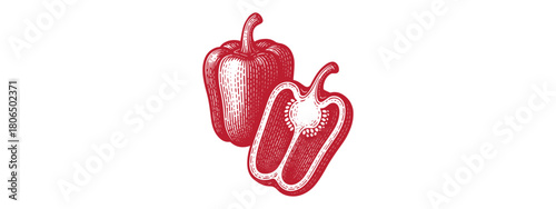 Fresh Capsicum Bell Pepper Vector Drawing: Ripe Vegetable Line Print