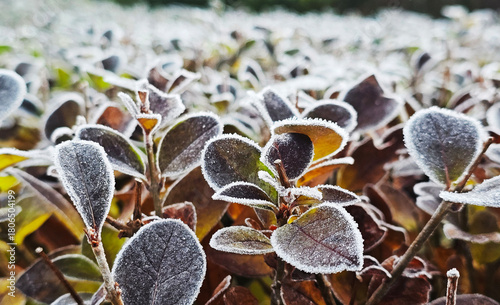 leaves covered with frost in the first autumn frosts, abstract natural background. green leaves of plants covered with frost, top view. Late autumn.