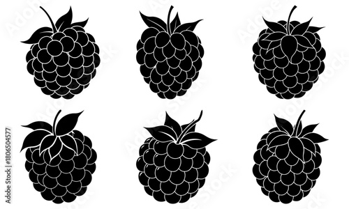 Illustration of six blackberries arranged in two rows with detailed leaves and berry textures shown