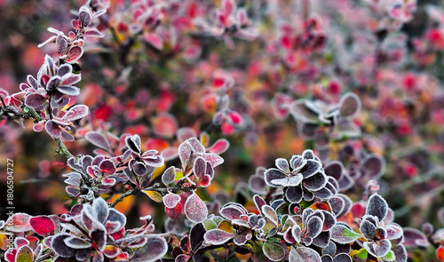 leaves covered with frost in the first autumn frosts, abstract natural background. green leaves of plants covered with frost, top view. Late autumn.