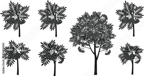 Berry tree silhouettes, compound leaf forms, black vector trees, nature graphics, botanical icons, forest design elements, isolated tree illustrations