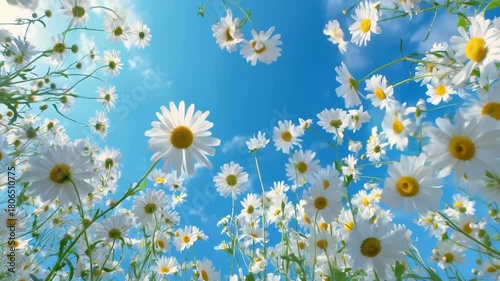Bright daisies bloom under a clear blue sky in a vibrant garden during springtime
