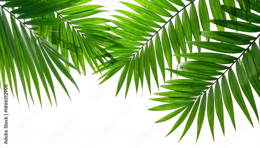 Fototapeta premium Isolated tropical green palm tree leaf frond branch on white for summer nature and beach travel foliage