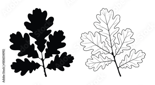 Detailed illustration of oak leaves showcasing both positive and negative forms