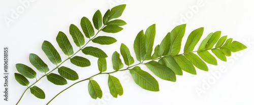 Fresh Green Leaves on White Background for Nature and Botany Use