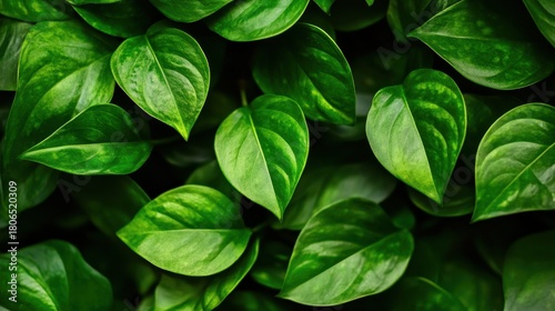 Lush Green Leaves with Varied Textures and Bright Shades of Green