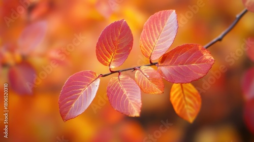 Vibrant Autumn Leaves in Shades of Orange and Red Against Soft Background