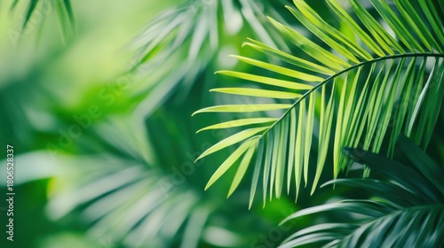 Lush Green Palm Leaves on a Vibrant Tropical Background