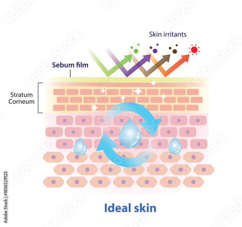 Structure of ideal skin filled with moisture vector illustration. Intercellular lipids in stratum corneum hold water and link cells together, the sebum film on the surface protect from skin irritants.