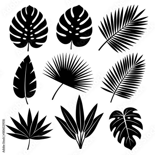 Set of tropical leaves silhouette isolated on, vector illustration of exotic plant for design element, nature concept