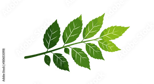 Botanical illustration of leafy twig with textural details on a white background
