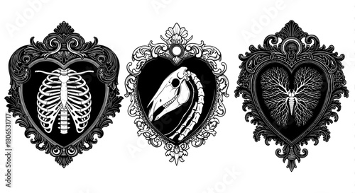 Anatomy skeleton and organs in gothic frames
