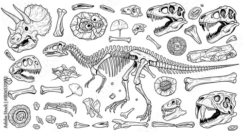 Fossil collection set