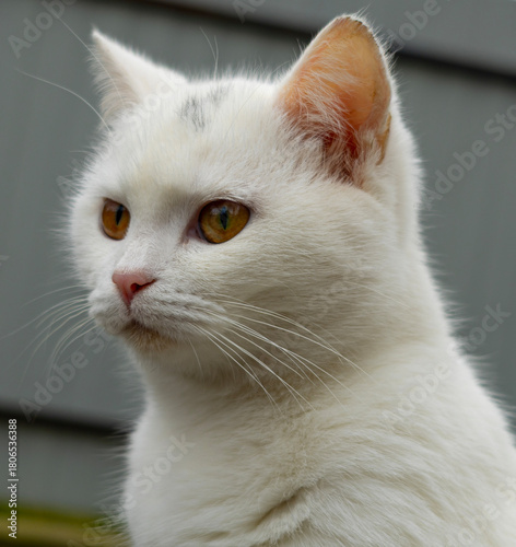 White cat with amber eyes close-up portrait on gray background