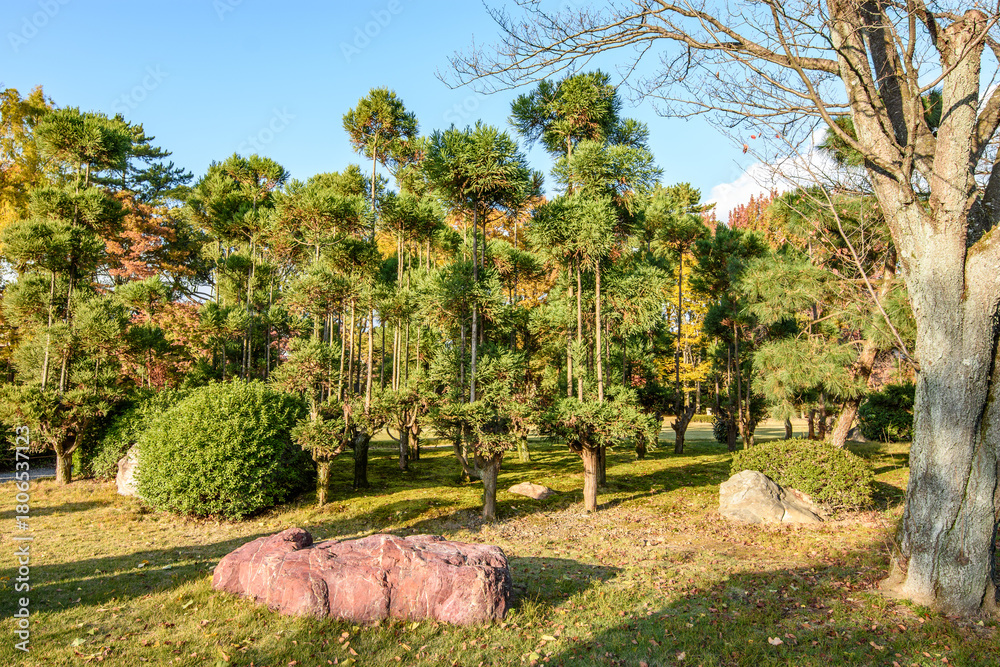 Obraz premium Garden in old Japanese Tokugawa Shogun residence of Nijo castle in Kyoto, Japan