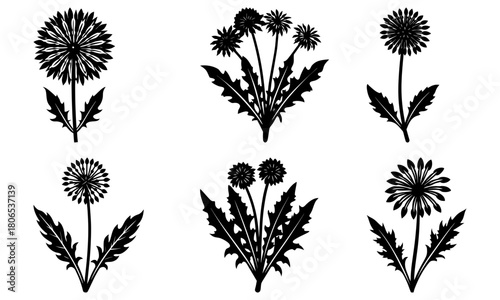 Illustration showing a collection of six black and white dandelion flower arrangements in various styles