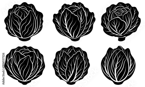 Illustration of six chinese cabbages in black and white with detailed leaf patterns and varied shapes