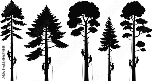 Silhouettes of arborists climbing tall trees using ropes and harnesses in forest scene with shadows and variation in trees