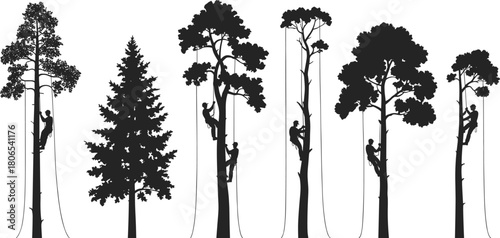Silhouettes of arborists climbing tall trees with ropes and harnesses in forest illustration showing professional tree work