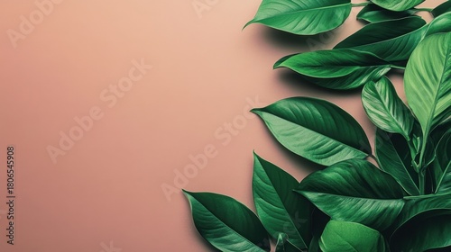 Green Leaves on Smooth Peach Background for Natural Aesthetic
